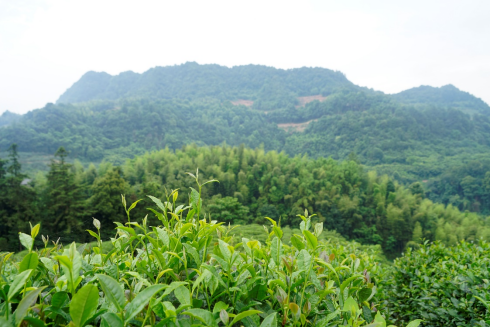 陽照山紅茶1.jpg