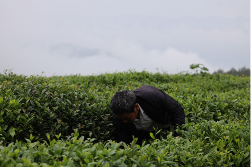 陽照山紅茶2.jpg