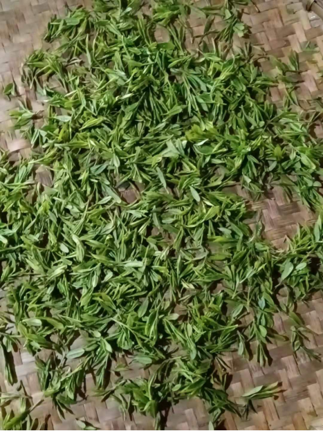 陽照山紅茶4.jpg